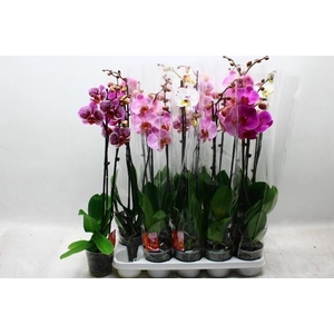 PHAL GEM