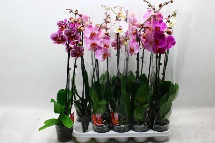 <h4>PHAL GEM</h4>