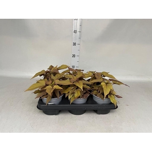 Ipomoea batatas  'Pot Beauregard'