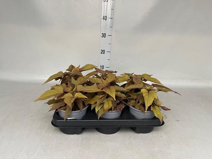 <h4>Ipomoea batatas  'Pot Beauregard'</h4>