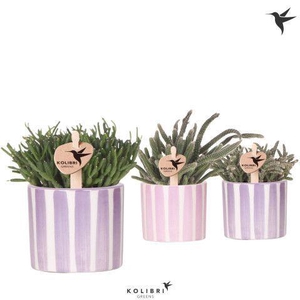 Kolibri Greens Rhipsalis mix in Painted Stripe pot pink mix