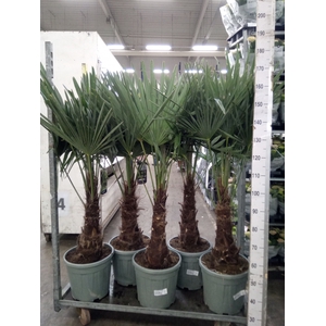 Trachycarpus fortunei