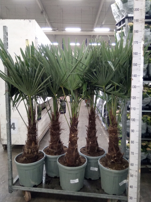 <h4>Trachycarpus fortunei</h4>