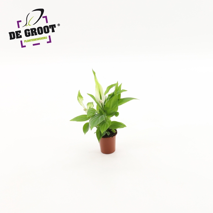 <h4>Spathiphyllum Alana</h4>