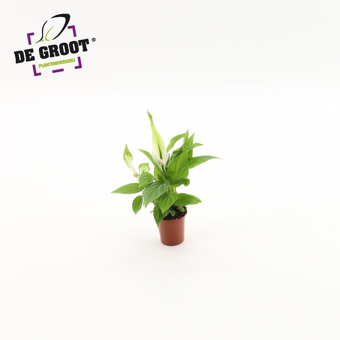 <h4>Spathiphyllum Alana</h4>