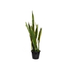 SANSEVIERIA TRIFASCIATA LAURENTII P24