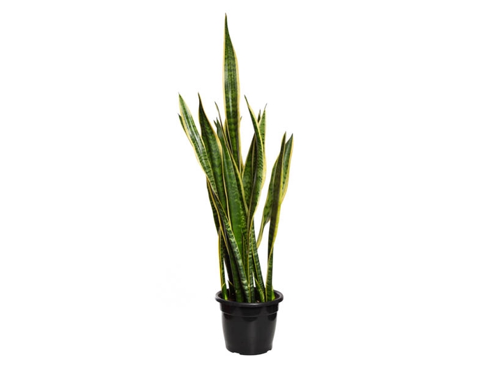 SANSEVIERIA TRIFASCIATA LAURENTII P24