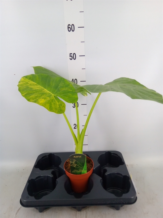 <h4>Planten  ..mix</h4>