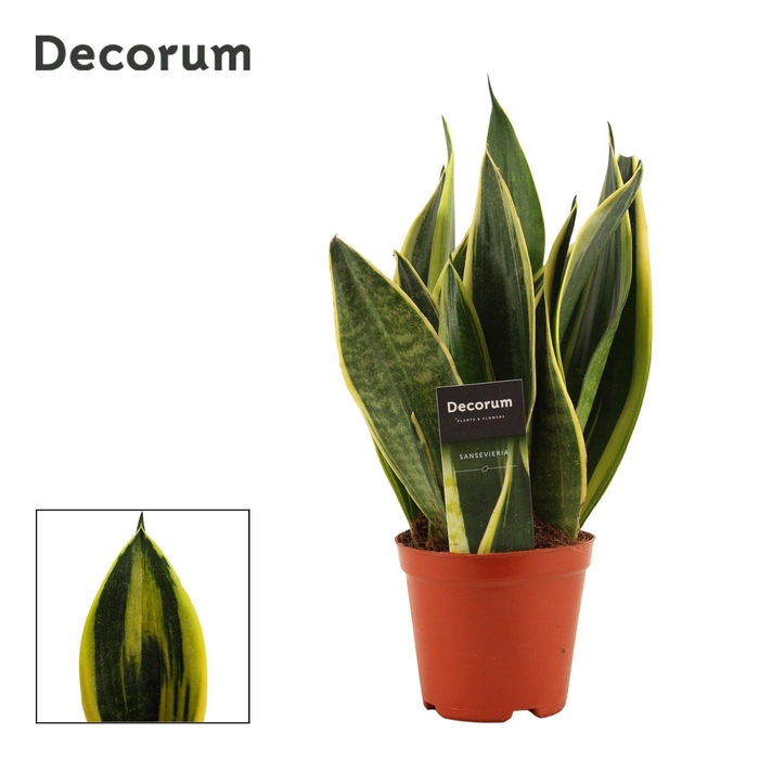 <h4>Sansevieria Golden Flame 12 cm (Decorum)</h4>