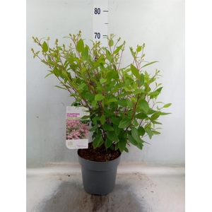 Ceanothus pallidus 'Marie Simon'