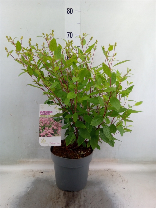 <h4>Ceanothus pallidus 'Marie Simon'</h4>