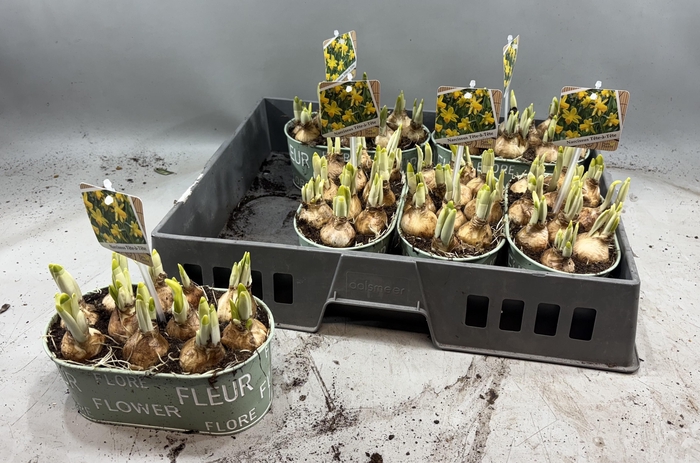 <h4>Arr N Tete A Tete</h4>