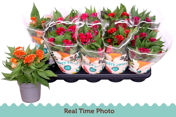 <h4>CEL CR TWIST GEM</h4>