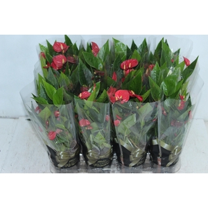 ANTHURIUM MINI MILLION FLOWERS P09