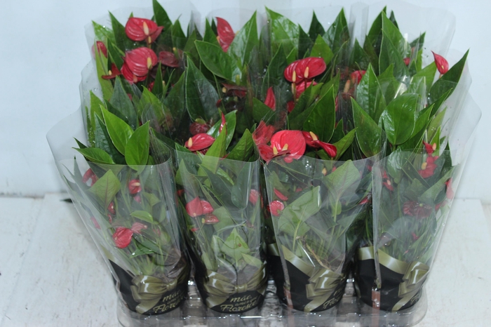 <h4>ANTHURIUM MINI MILLION FLOWERS P09</h4>