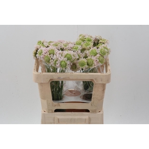 Scab At F Va B Scoop