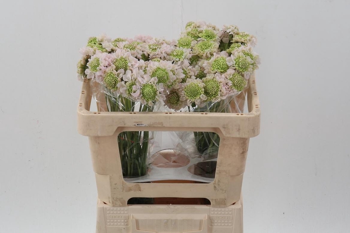 <h4>Scab At F Va B Scoop</h4>