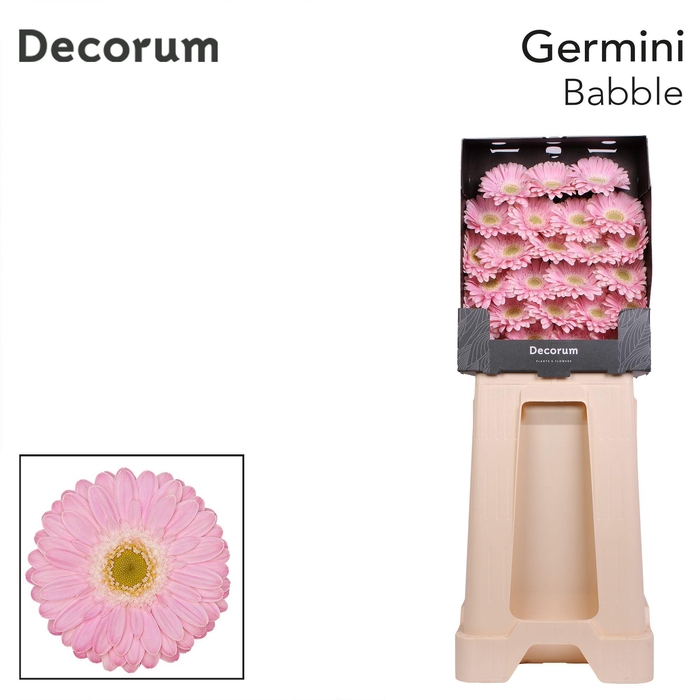 <h4>Germini Babble Diamond</h4>