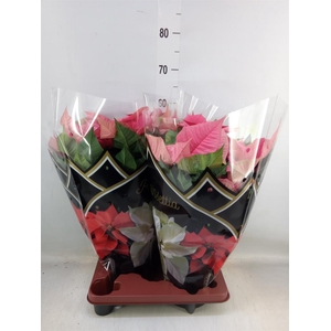 Euphorbia pulc. 'Christ Feel Pink'