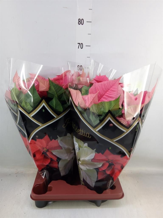 <h4>Euphorbia pulc. 'Christ Feel Pink'</h4>