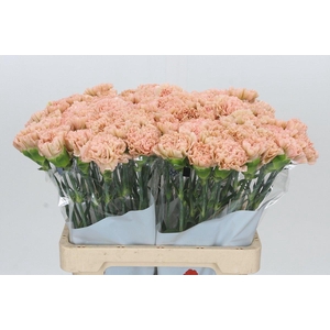 Dianthus St Lege Marrone