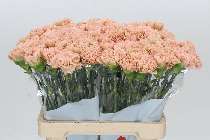 <h4>Dianthus St Lege Marrone</h4>