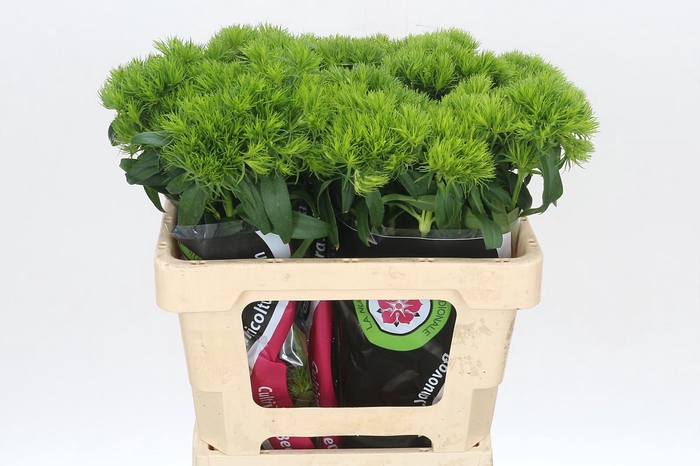 <h4>Dianthus Br Kiwi Cool</h4>