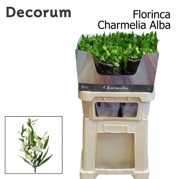 <h4>Alstr Florinca Charmelia Alba Extra</h4>