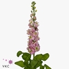MATTHIOLA INCANA 'PHANTOM APRICOT' Italy
