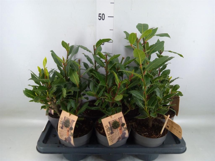<h4>Laurus nobilis</h4>