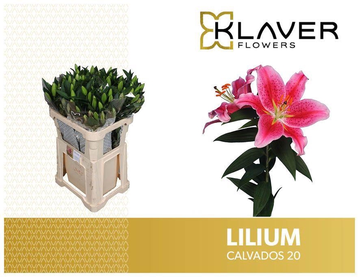 <h4>LI OR CALVADOS</h4>