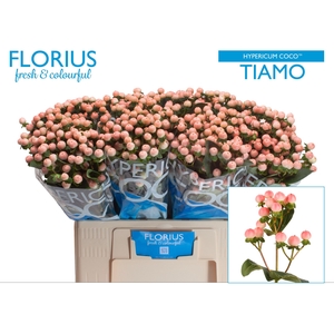 Hyp Coco Tiamo Florius