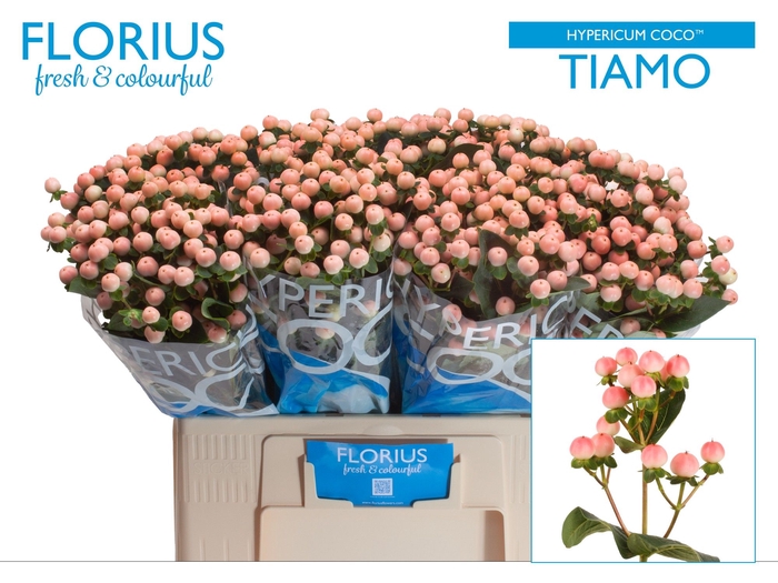 <h4>Hyp Coco Tiamo Florius</h4>