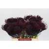 Nutans Painted Aubergine