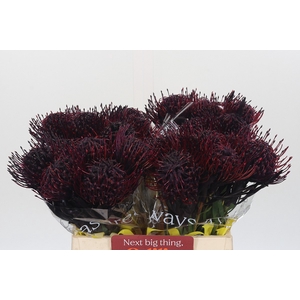 Nutans Painted Aubergine