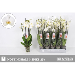 PHAL AN NOTTINGHAM