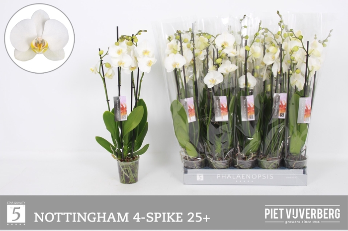 <h4>PHAL AN NOTTINGHAM</h4>