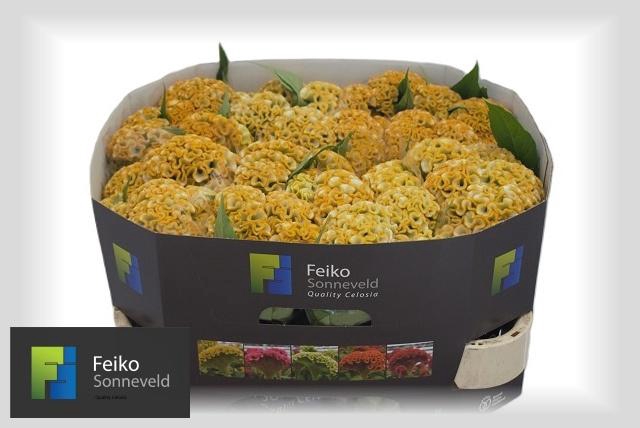 <h4>CEL C ACT INCA</h4>