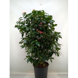 Camellia japonica