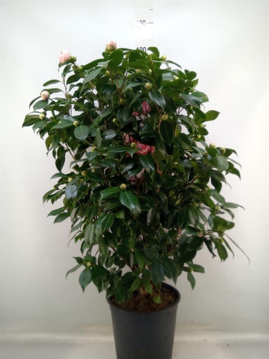 <h4>Camellia japonica</h4>