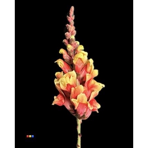 Antirrhinum Sunshine