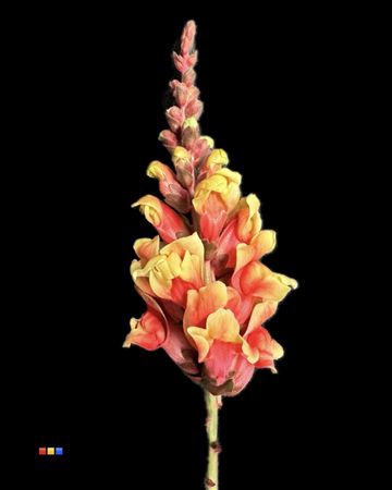 <h4>Antirrhinum Sunshine</h4>