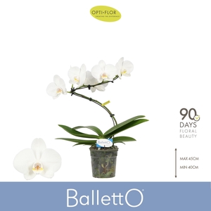Balletto Wing 1 spike