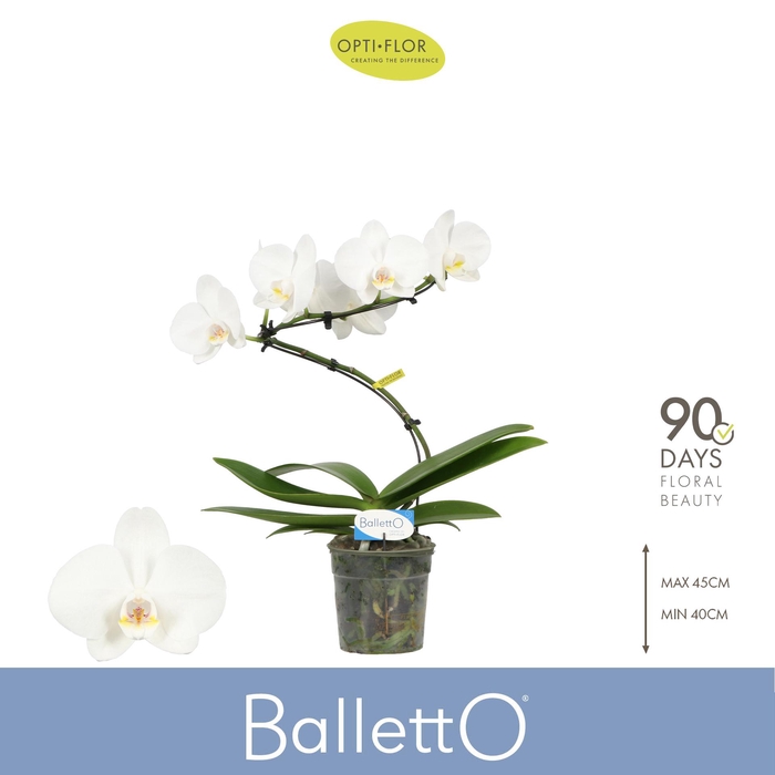 <h4>Balletto Wing 1 spike</h4>