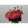 Dahlia Doris Duke