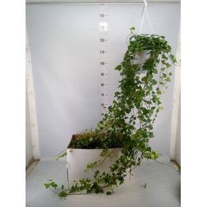 Hedera helix 'Wonder'