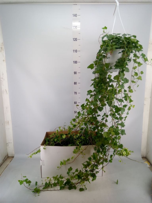 <h4>Hedera helix 'Wonder'</h4>