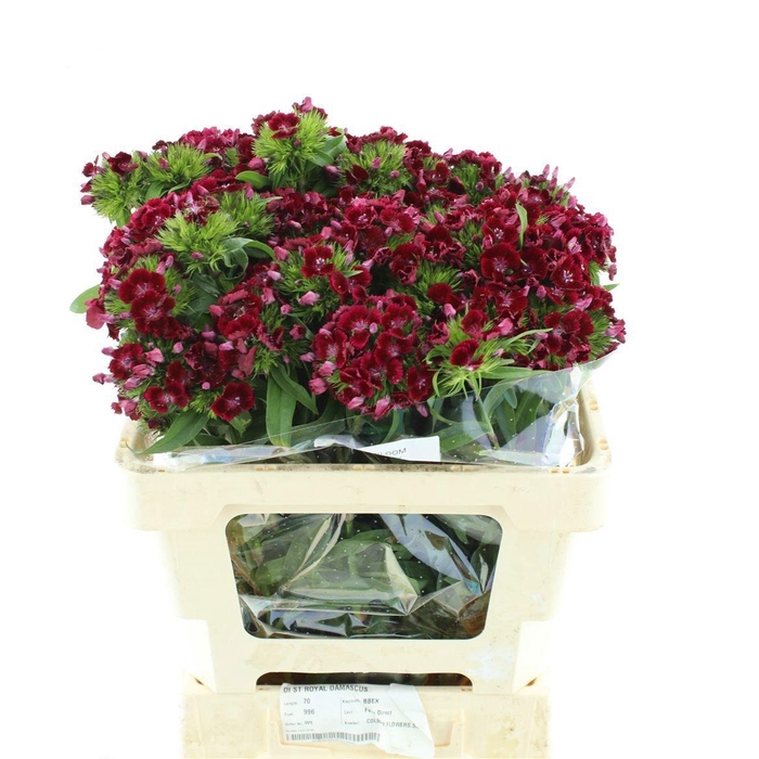 <h4>DI BARB KIW DARK RED</h4>