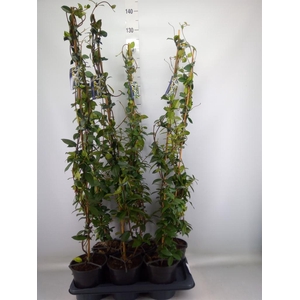 Trachelospermum jasm.