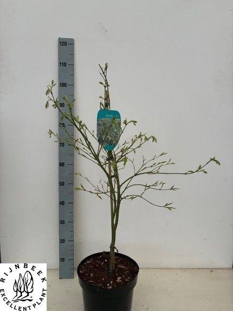 <h4>ACER PALM DISSECTUM</h4>